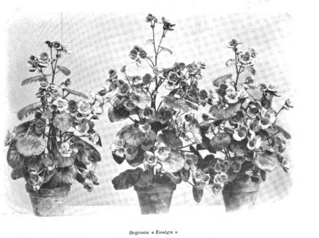 B. ‘Ensign’